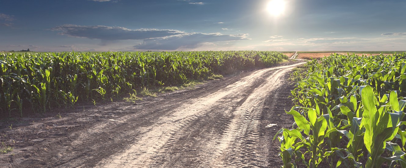 Cornfield with the sun high in the sky